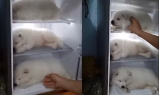 Video cho cún con vào tủ lạnh chống nóng ở TP.HCM lên báo nước ngoài