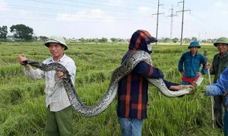 Con trăn gấm nặng 25kg do người dân bắt được khi đi gặt lúa chiều 25/9.