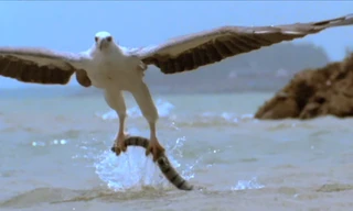 Cuộc chiến tàn khốc giữa chim đại bàng và rắn độc.