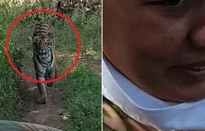 Bị hổ rượt đuổi ráo riết, du khách hoảng sợ chạy thục mạng