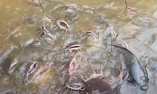 Đàn cá 'khủng' trong ngôi chùa ở Huế