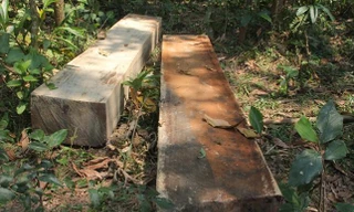 Một vụ phá rừng tại huyện Bắc Trà My, Quảng Nam. 