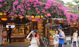 Bạn trẻ mê mẩn check in với loài hoa 'đặc sản' phố cổ Hội An
