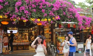 Bạn trẻ mê mẩn check in với loài hoa 'đặc sản' phố cổ Hội An