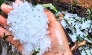 Mưa đá kéo dài suốt 2 giờ đồng hồ khiến nhiều diện tích sâm bị hư hại.