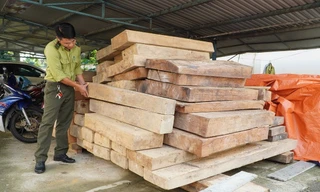 Bí thư huyện nói gì việc phát hiện gỗ lậu trên đất của Trưởng phòng Nội vụ?