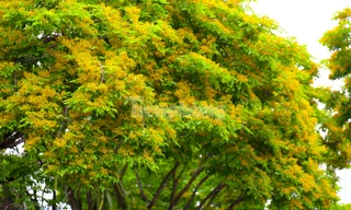 Loài hoa mong manh chỉ nở ít ngày gây bao thương nhớ 