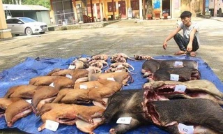 Bắt thanh niên vận chuyển hơn 250 kg thú rừng trái phép