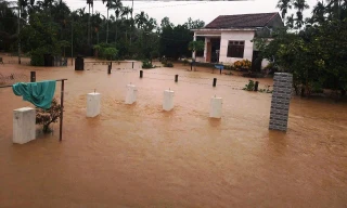 Quảng Nam: Nông dân bất lực nhìn trâu chết ngạt, lúa và rau màu ngập úng