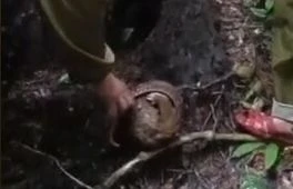 Con vật quý hiếm trong sách đỏ bị mắc bẫy trong gốc cây khô