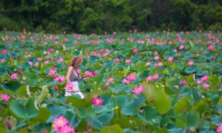 Sen Trà Lý mê hoặc du khách 