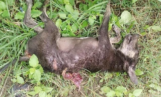 Thống nhất phương án bẫy bắt khỉ tấn công nhiều người ở Quảng Nam