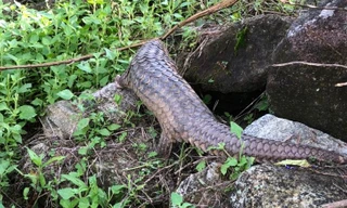 Tê tê quý hiếm mắc kẹt hàng rào nhà dân ở đảo Cù Lao Chàm