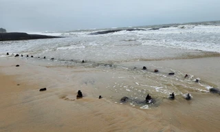 Lấy mẫu đồng vị carbon xác định tàu cổ trồi lên ở bờ biển Hội An