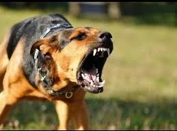 Bé 7 tuổi tử vong sau khi bị chó dại cắn