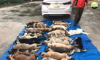 Đánh ô tô đi trộm 38 con chó trong đêm