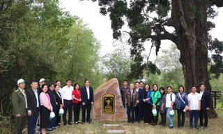 Hình ảnh cây rỏi mật hơn 500 tuổi vừa được công nhận là cây di sản ở Quảng Nam