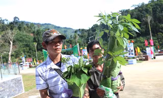 Độc đáo hội thi sâm Ngọc Linh ở huyện miền núi Quảng Nam