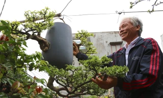 Vườn bonsai ngược của dị nhân xứ Quảng