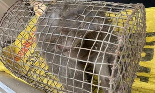 Bắt được cá thể khỉ hung dữ tấn công nhiều người ở Quảng Nam 