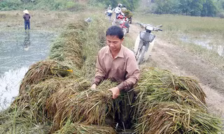 Lúa ngâm nước lâu ngày đã lên mầm, bốc mùi chua nồng nặc