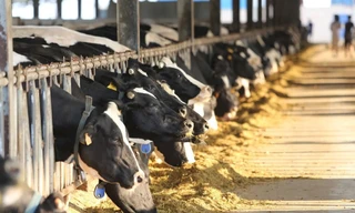 Việt Nam đặt kế hoạch tăng tổng đàn bò sữa 500 nghìn con vào năm 2020. 