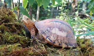Rùa hộp bua-rê (tên khoa học là Coura bourreti) có nguy cơ tuyệt diệt