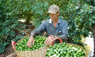 Năm 2018, do giá chanh xuống thấp, nhiều hộ dân đã chặt cây chanh làm củi