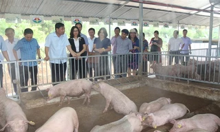 Bộ trưởng NN&PTNT Nguyễn Xuân Cường đặc biệt ấn tượng với mô hình liên kết chăn nuôi an toàn sinh học của Tập đoàn Quế Lâm. 