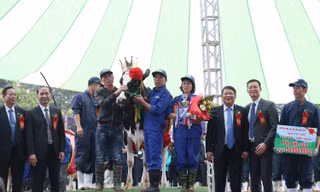 “Vương miện” Hoa hậu Bò sữa Mộc Châu năm 2019 đã thuộc về “cô” bò sữa mang số hiệu 16316 của chủ hộ Lê Xuân Tiến, tiểu khu 19/5, thị trấn Nông trường Mộc Châu, với tổng giải thưởng gần 70 triệu đồng. 