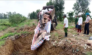 Bộ NN&PTNT đề nghị UBND tỉnh Hải Dương chỉ đạo điều tra, xác minh hiện tượng trực lợi từ công tác phòng, chống dịch tả lợn châu Phi trên địa bàn qua báo chí phản ánh.