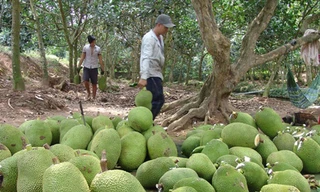 Do thương lái Trung Quốc dừng thu mua, nên giá mít Thái của Việt Nam đang rớt thảm