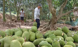 Do thương lái Trung Quốc dừng thu mua, nên giá mít Thái của Việt Nam đang rớt thảm