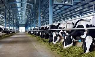 Việc sữa Việt Nam được xuất khẩu chính ngạch sữa sang Trung Quốc sẽ thúc đẩy ngành chăn nuôi bò sữa và chế biến sữa trong nước