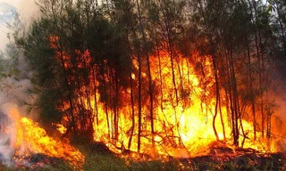 Thủ tướng yêu cầu các bộ, địa phương có giải pháp cấp bách phòng cháy, chữa cháy rừng.