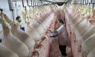 Bộ NN&PTNT đề nghị các doanh nghiệp không tham gia, tiếp tay cho các hoạt động buôn lậu thịt lợn, tổ chức tái đàn đảm bảo an toàn sinh học để bổ sung nguồn cung trong thời gian tới.