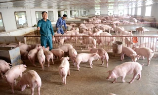 Đến năm 2030, Việt Nam sẽ duy trì tổng đàn lợn ở quy mô khoảng 29-30 triệu con