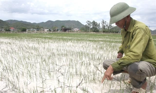 Theo dự báo, hạn hán, thiếu nước ở các tỉnh miền Trung có thể lên hơn 44.000 ha trong thời gian tới