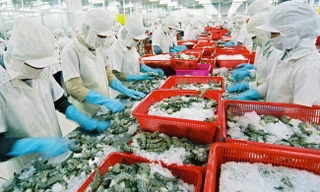Việc Mỹ công bố kết quả cuối cùng của đợt rà soát hành chính lần thứ 13 (POR 13) về thuế chống bán phá giá tôm Việt Nam với 31 doanh nghiệp được hưởng mức thuế 0% sẽ giúp xuất khẩu tôm Việt Nam thuận lợi hơn trong thời gian tới.