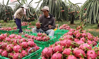Thanh long là loại trái cây xuất khẩu chủ lực nhưng kim ngạch xuất khẩu giảm sút từ đầu năm đến nay.