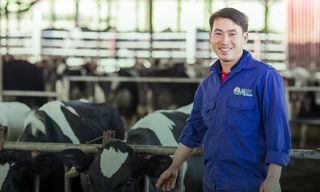 Nhiều nông dân ở Mộc Châu đã trở thành triệu phú, tỷ phú nhờ chăn nuôi bò sữa