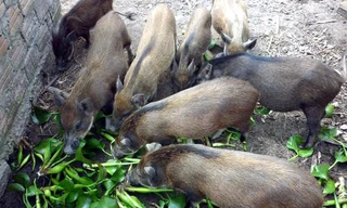 Thông tư 02 của Bộ NN&PTNT dù mới ban hành đã nảy sinh một số bất cập, như quy định "lợn không được ăn cây buối, bèo tây"... phải sửa đổi, bổ sung.