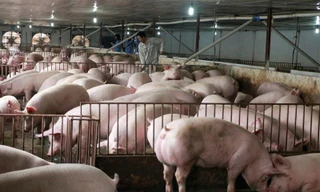 Nhiều địa phương tổ chức tái đàn tốt, cùng với các doanh nghiệp lớn sẽ tăng nguồn thịt lợn trong dịp Tết 