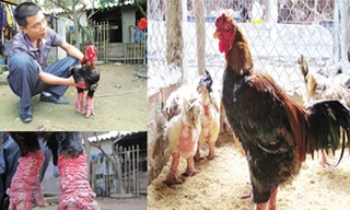 Gà biếu tiền triệu 'cháy hàng'