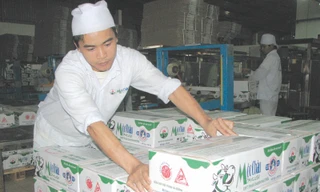 Sản xuất, đóng gói sữa Mộc Châu tại nhà máy. Ảnh: QT