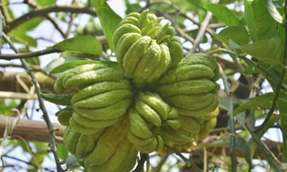 [ẢNH] Phật thủ bán cả chùm, đánh cả cây hút khách chơi Tết