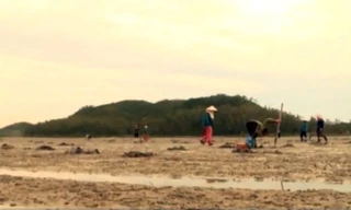 Săn đặc sản sá sùng ở đảo Quan Lạn