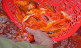 Chợ cá Sở Thượng nhộn nhịp những ngày gần Tết ông Công, ông Táo.