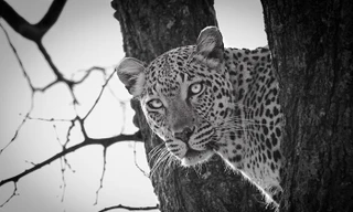 Tận thấy cuộc đấu cân não giữa sư tử và báo gấm