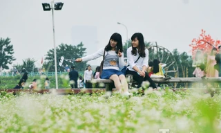 Ngắm 'đặc sản' hoa tam giác mạch Hà Giang giữa lòng Hà Nội